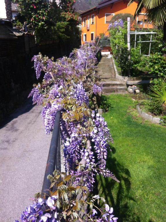 B&B Villa Dei Pini Cannobio Exterior photo